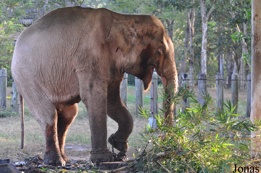 Elephas maximus / Lao Zoo