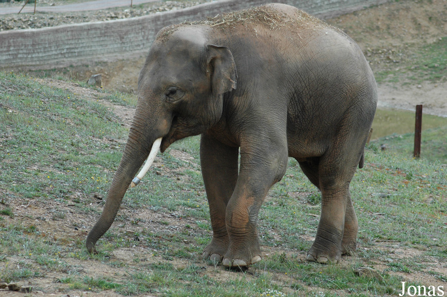 Elephas maximus