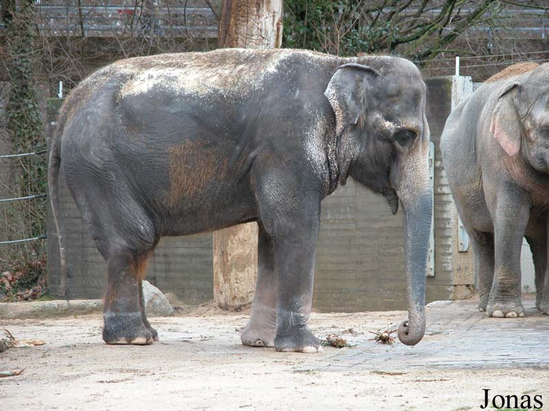 Elephas maximus