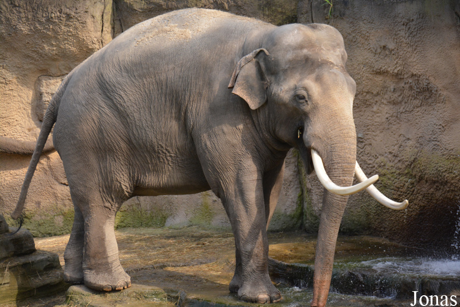 Elephas maximus