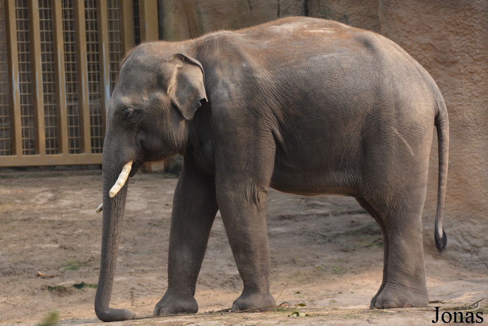 Elephas maximus