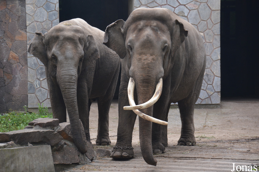 Elephas maximus