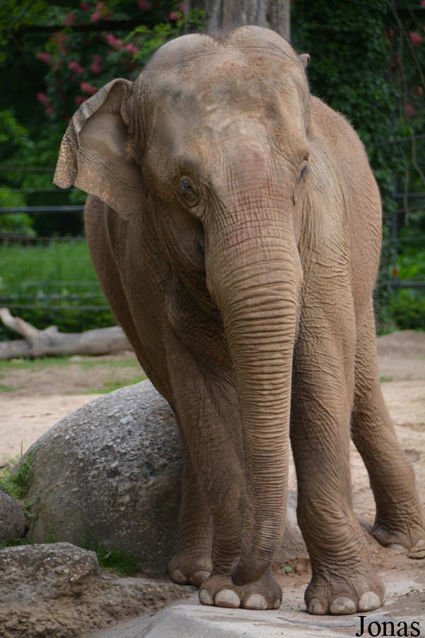 Elephas maximus