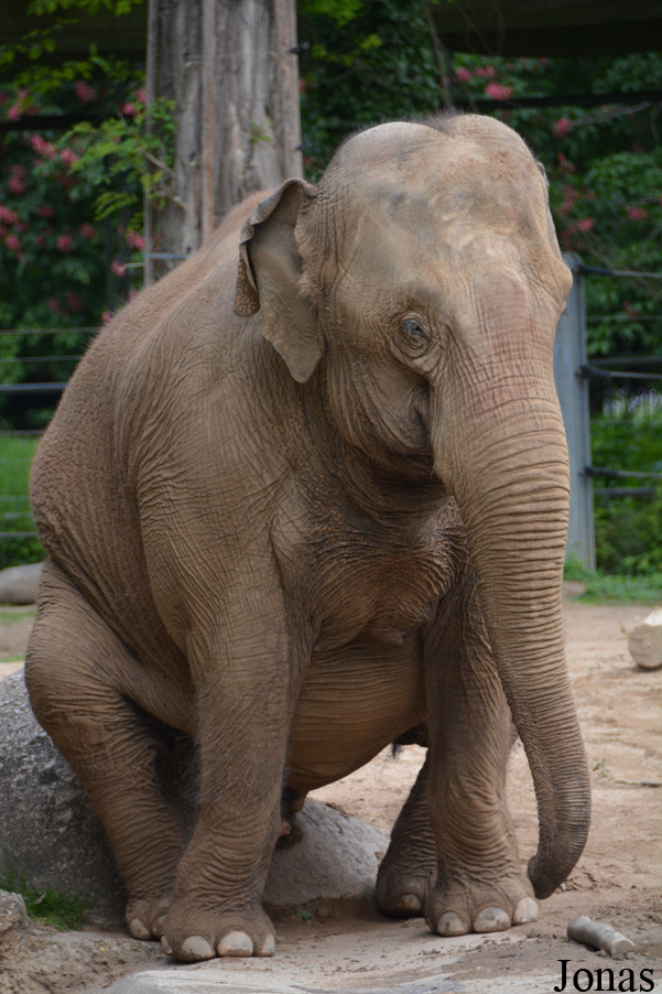 Elephas maximus