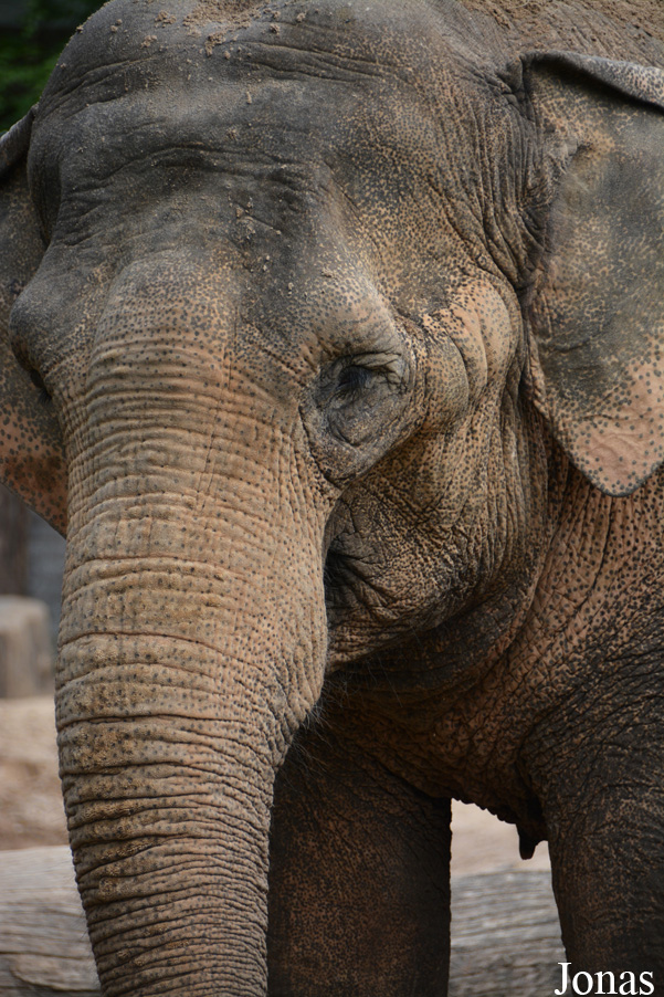 Elephas maximus
