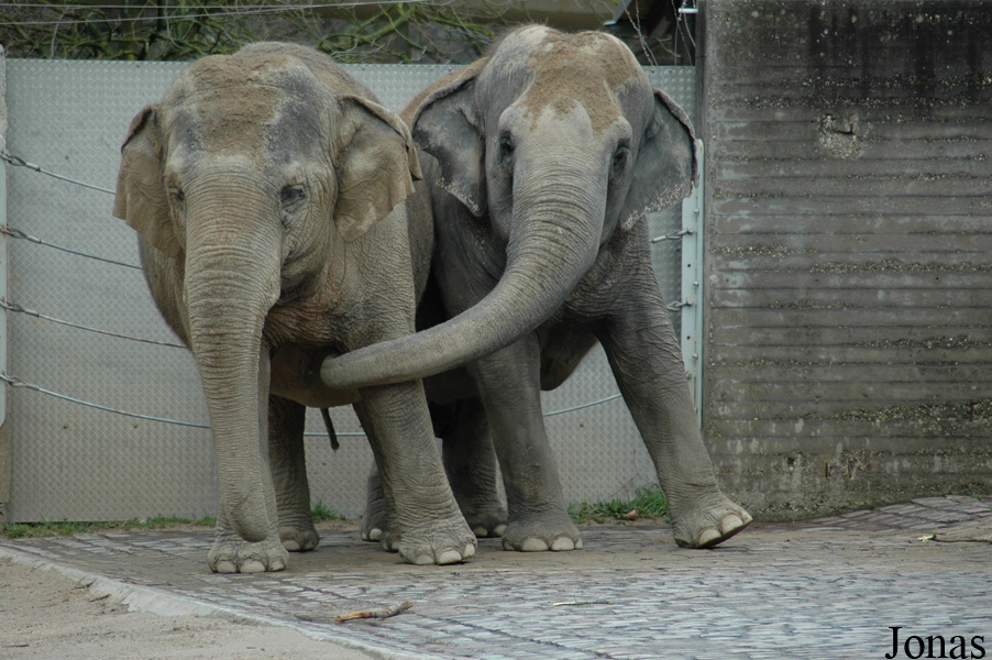 Elephas maximus