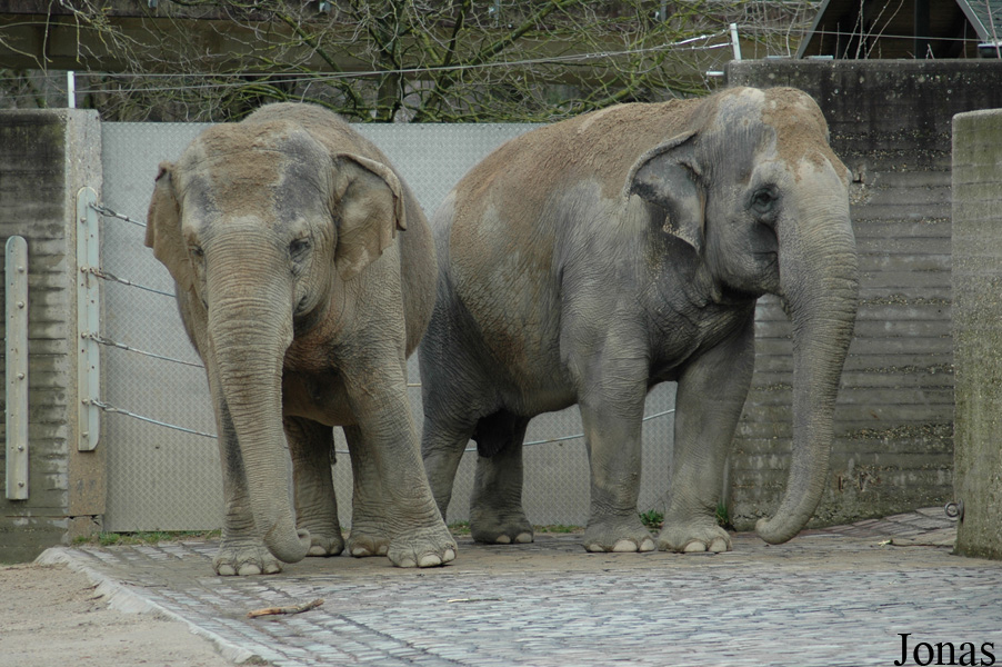 Elephas maximus