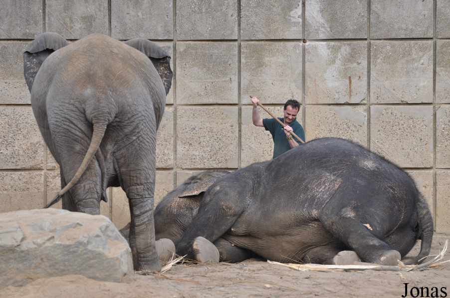 Elephas maximus