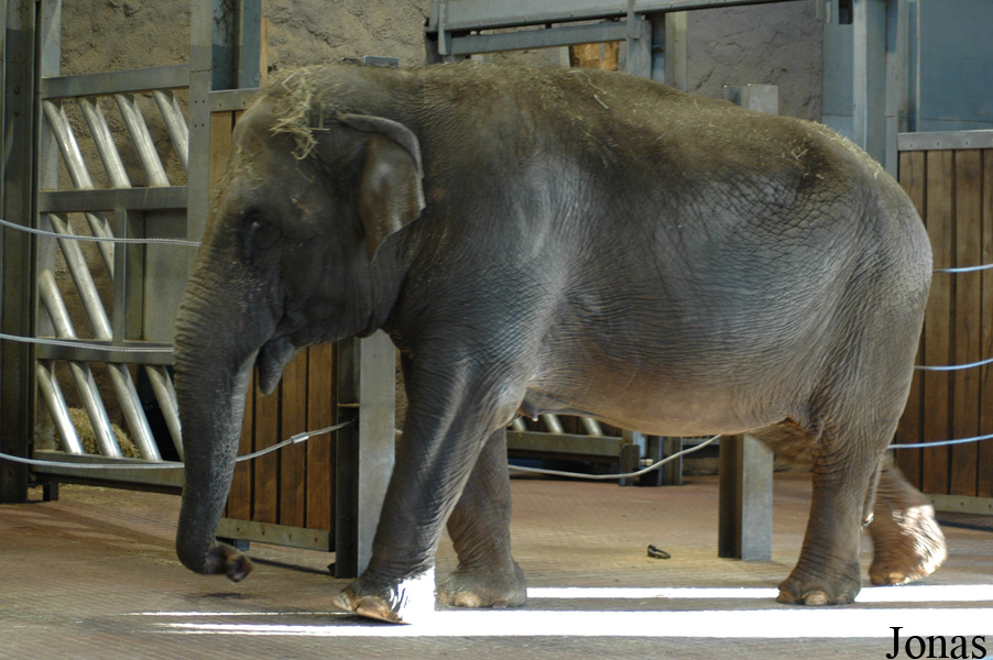 Elephas maximus