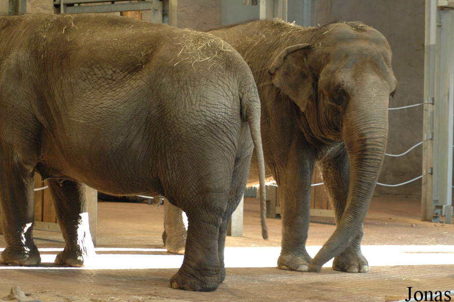 Elephas maximus