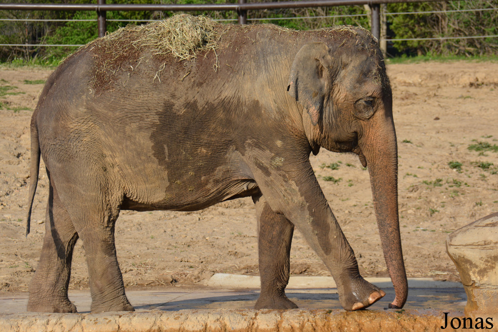 Elephas maximus