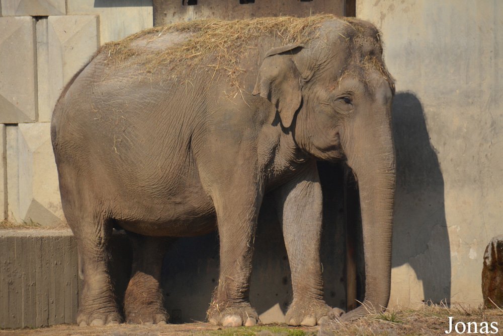 Elephas maximus