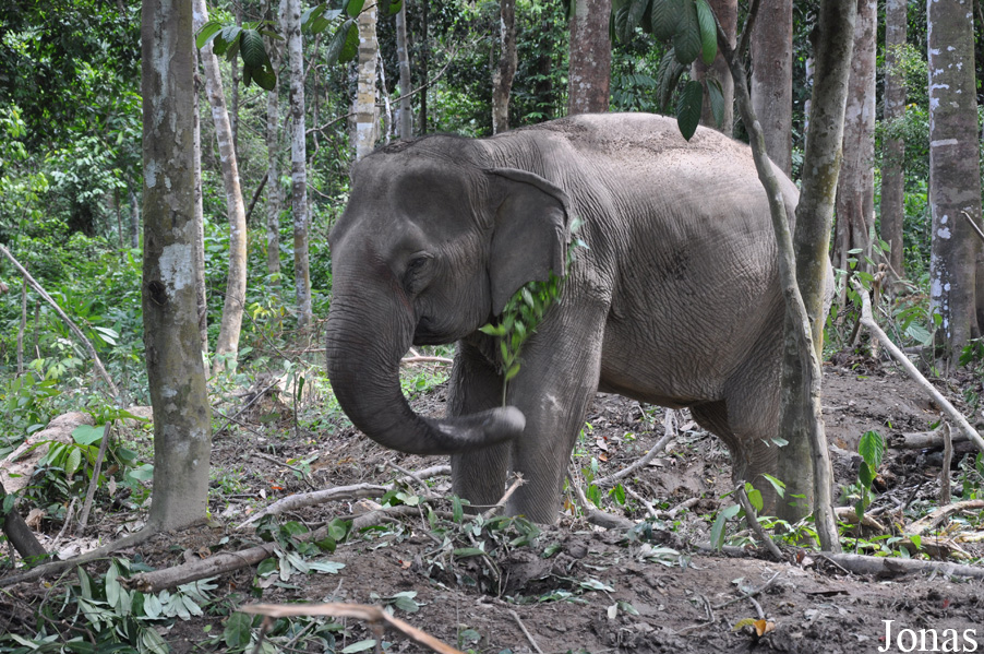 Elephas maximus hirsutus
