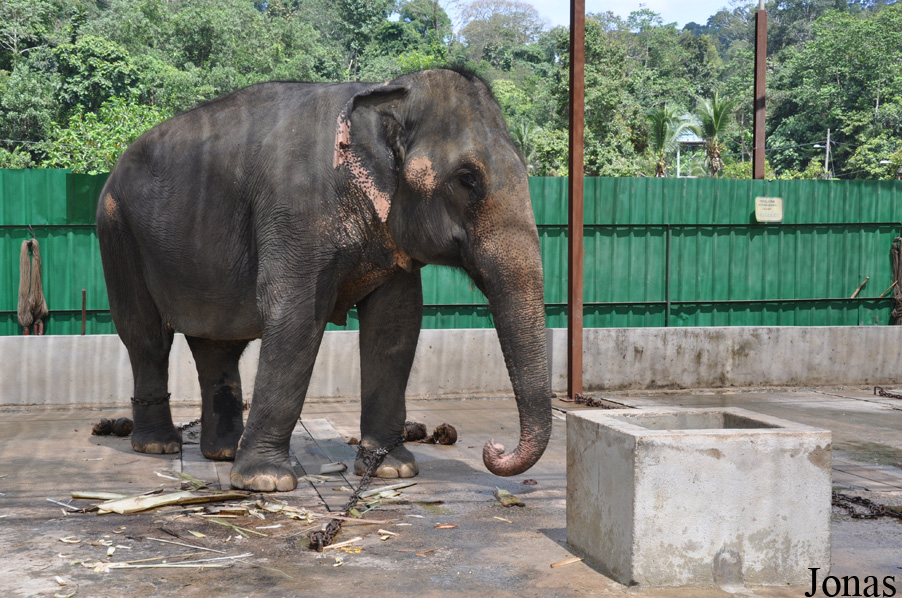 Elephas maximus hirsutus