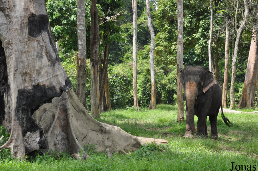 Elephas maximus hirsutus
