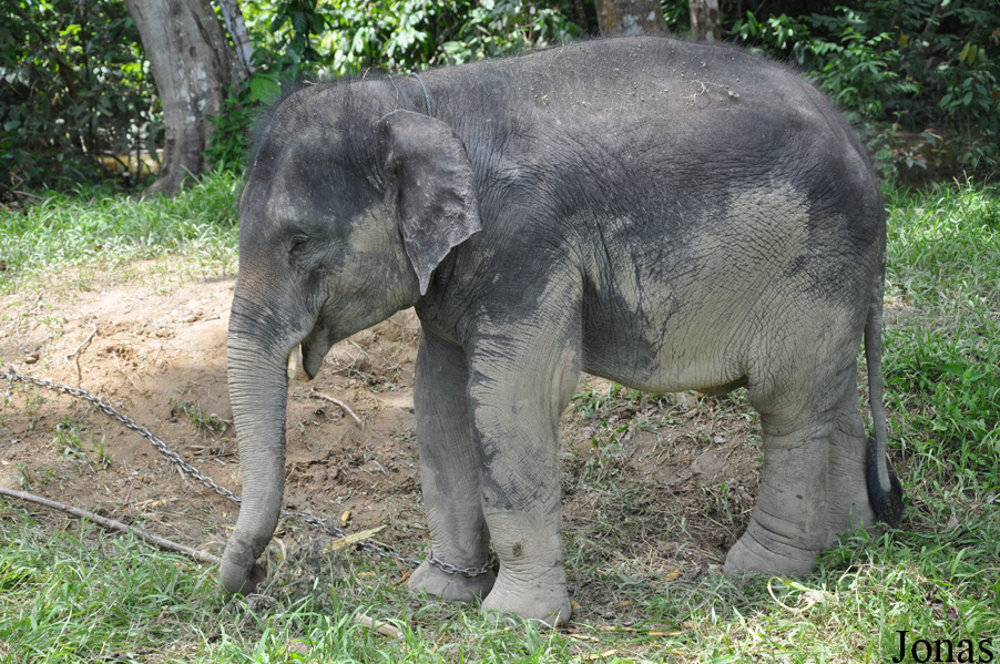 Elephas maximus hirsutus