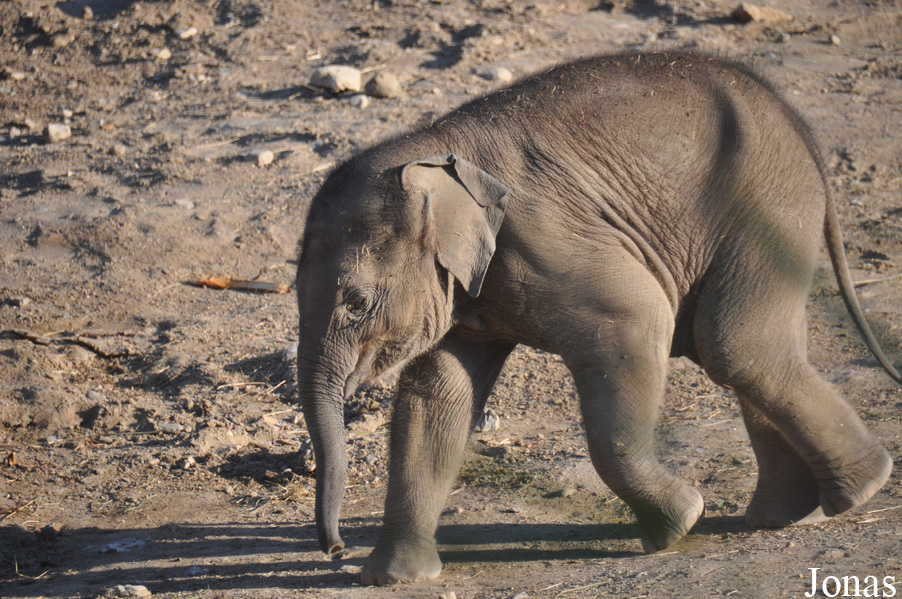Elephas maximus indicus