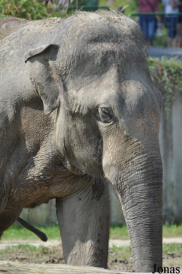 Elephas maximus maximus