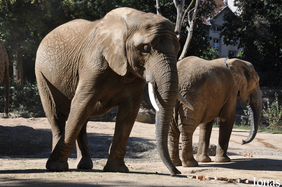 Loxodonta africana