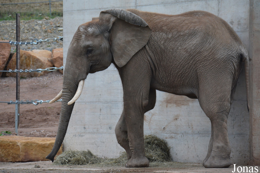 Loxodonta africana