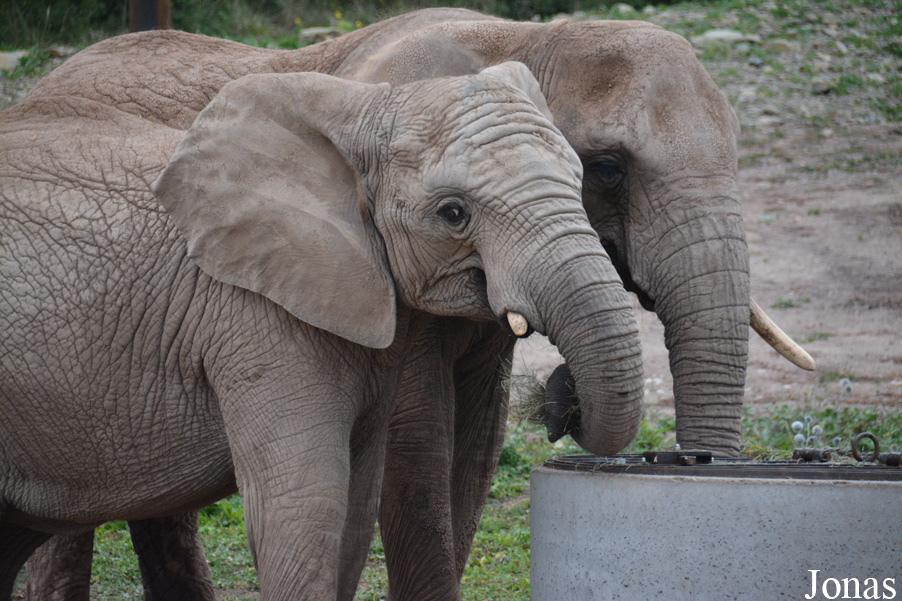 Loxodonta africana
