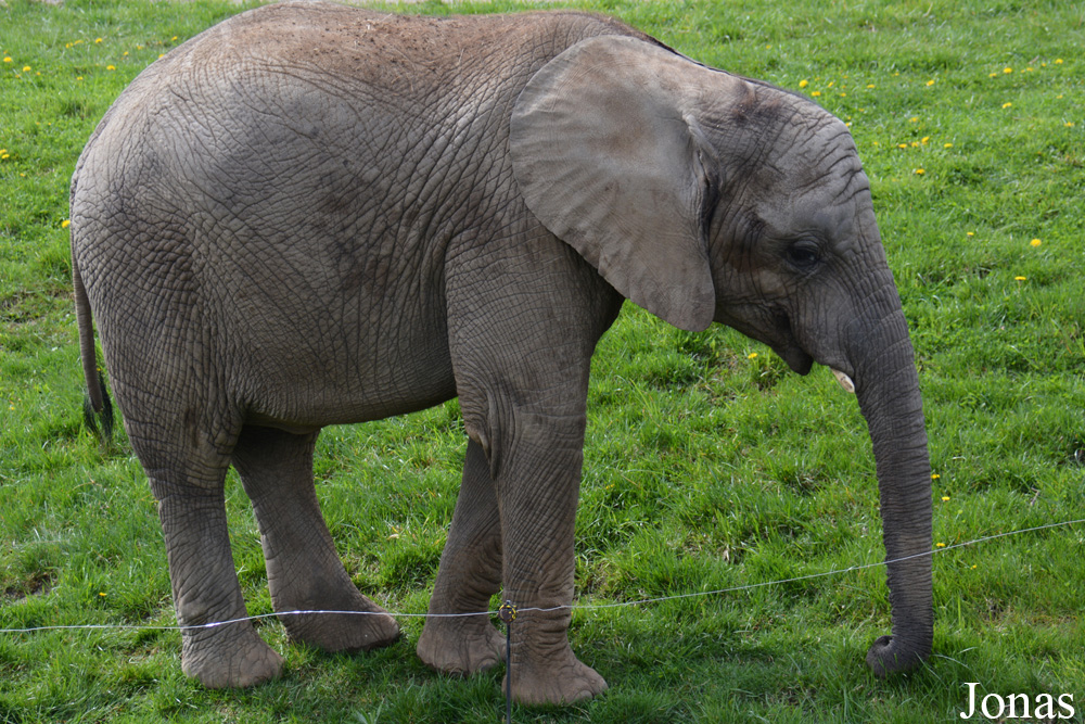 Loxodonta africana