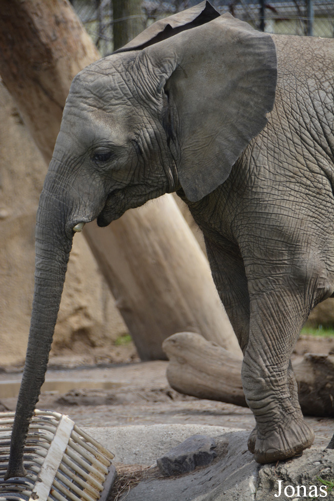 Loxodonta africana