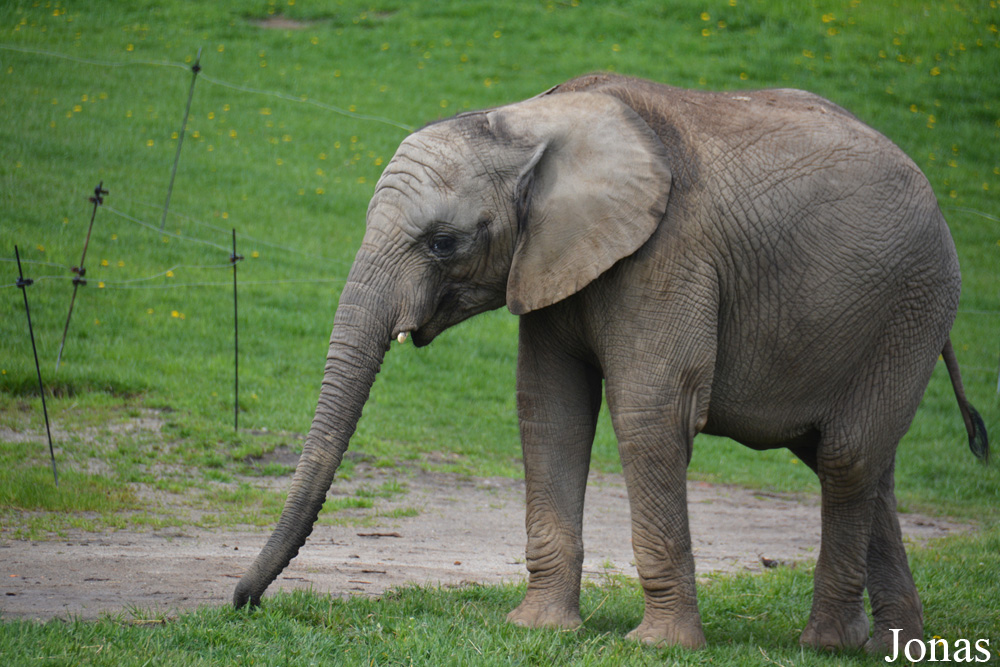 Loxodonta africana