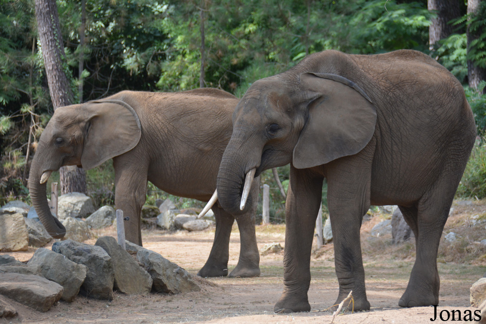 Loxodonta africana
