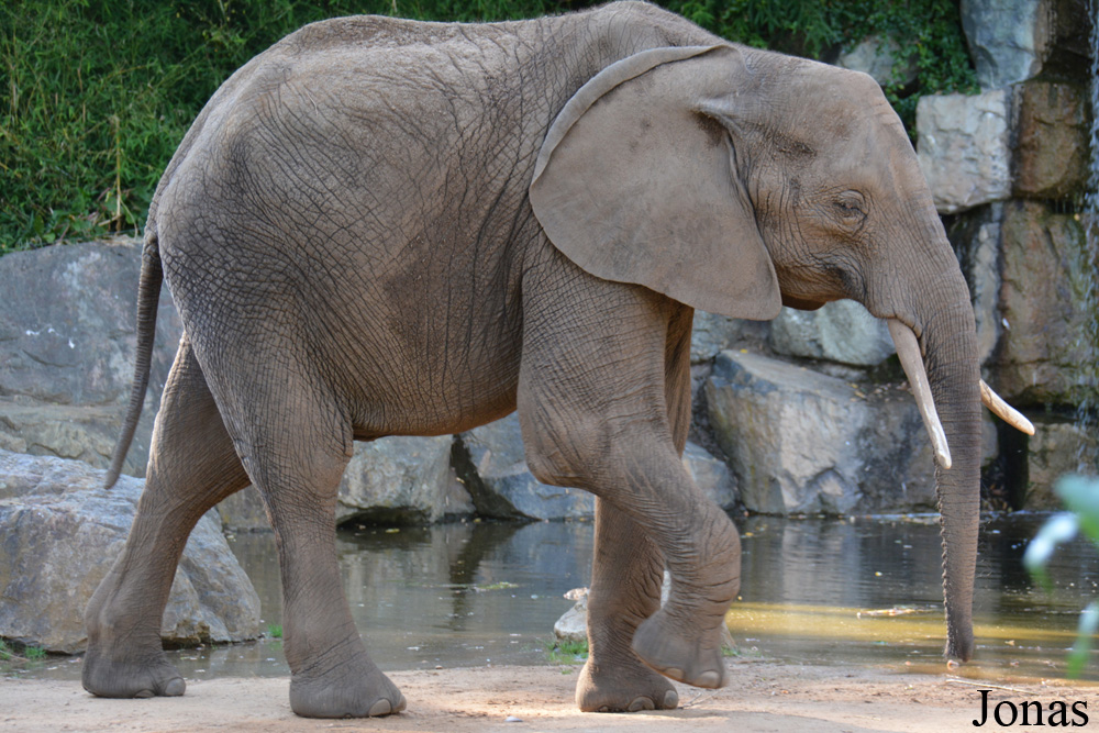 Loxodonta africana