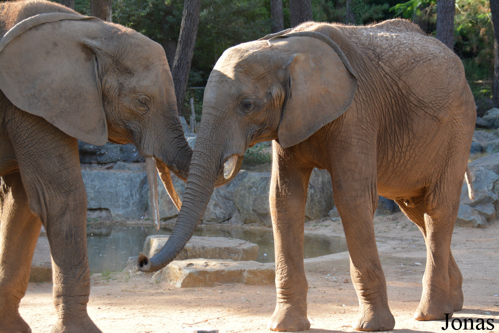 Loxodonta africana