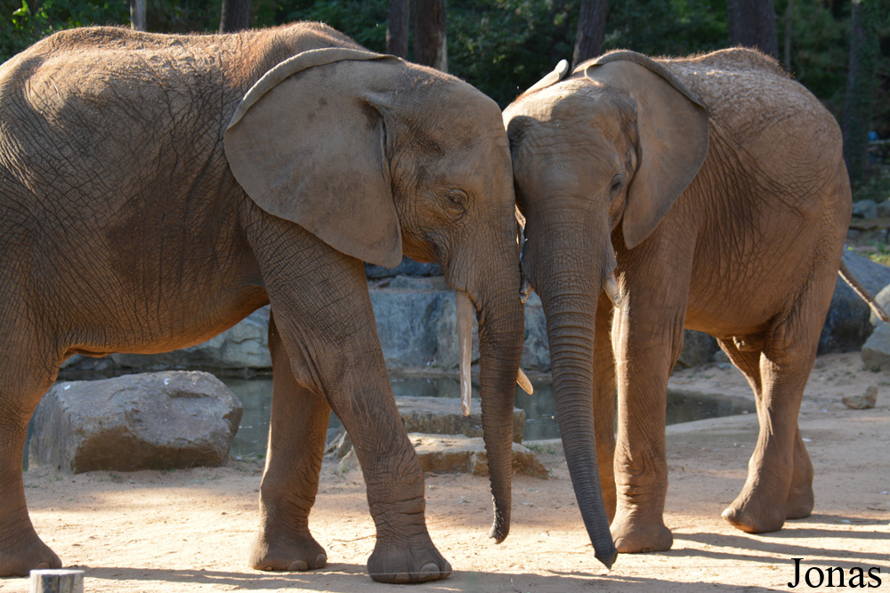 Loxodonta africana