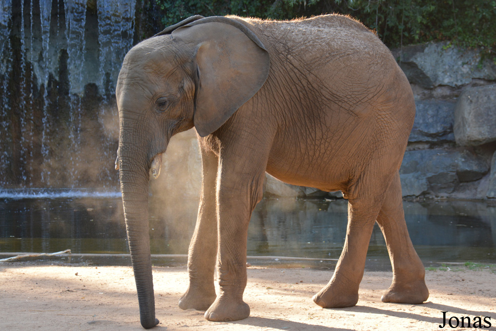 Loxodonta africana