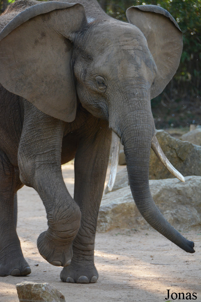 Loxodonta africana