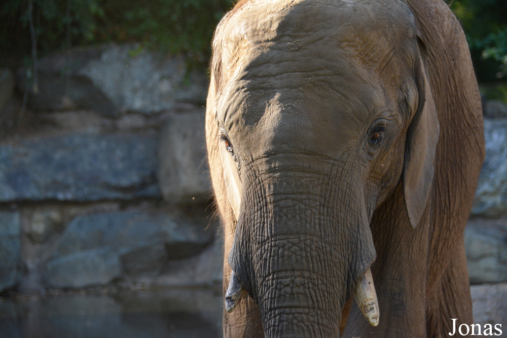 Loxodonta africana