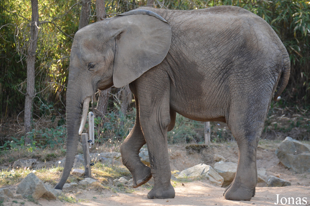 Loxodonta africana