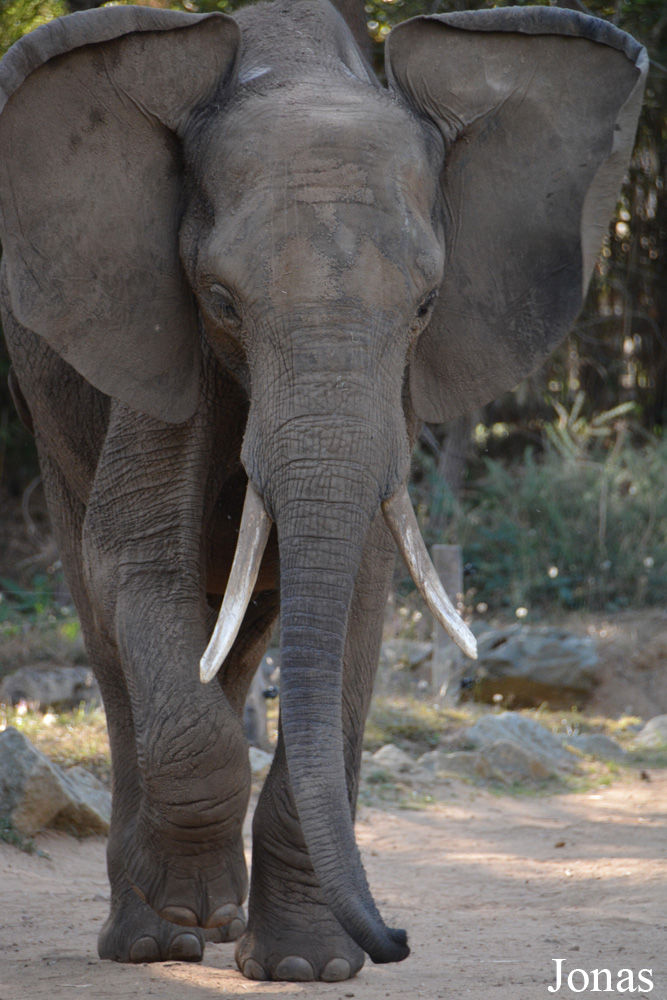 Loxodonta africana