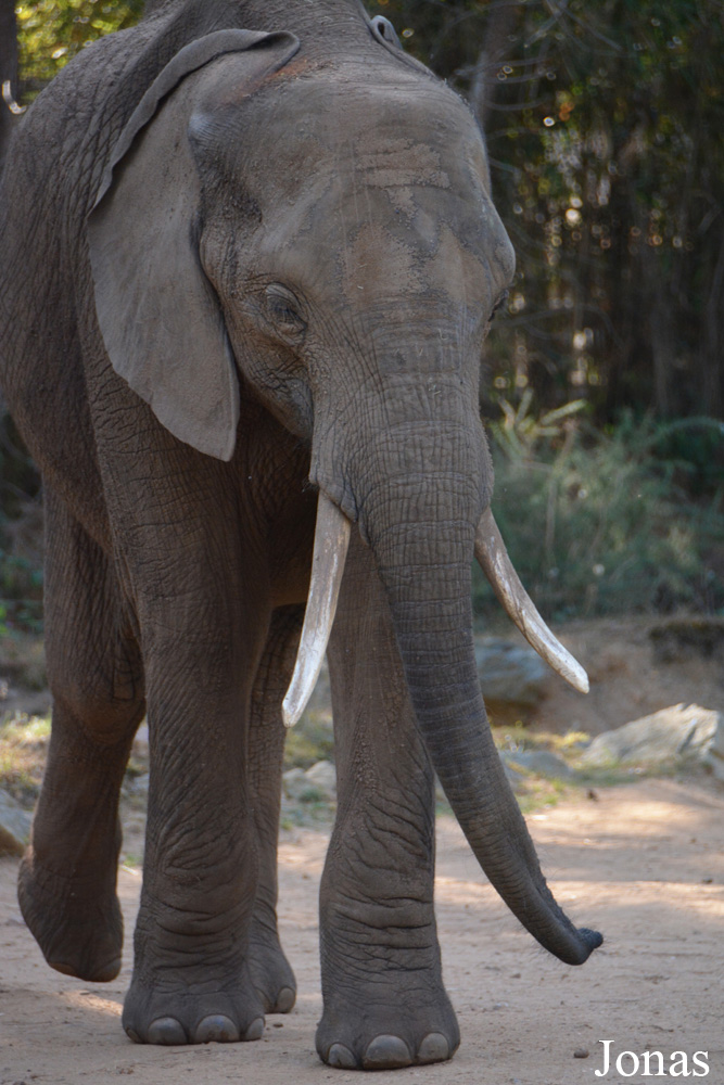 Loxodonta africana
