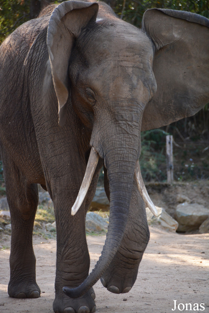 Loxodonta africana