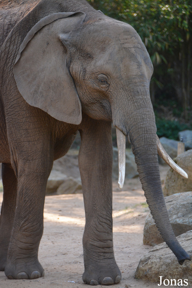Loxodonta africana