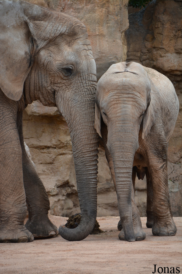 Loxodonta africana