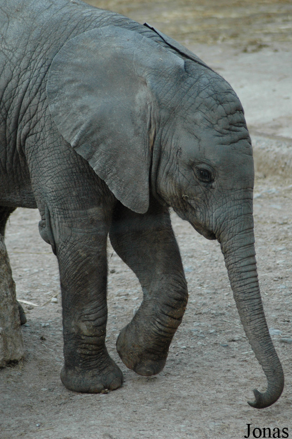 Loxodonta africana africana