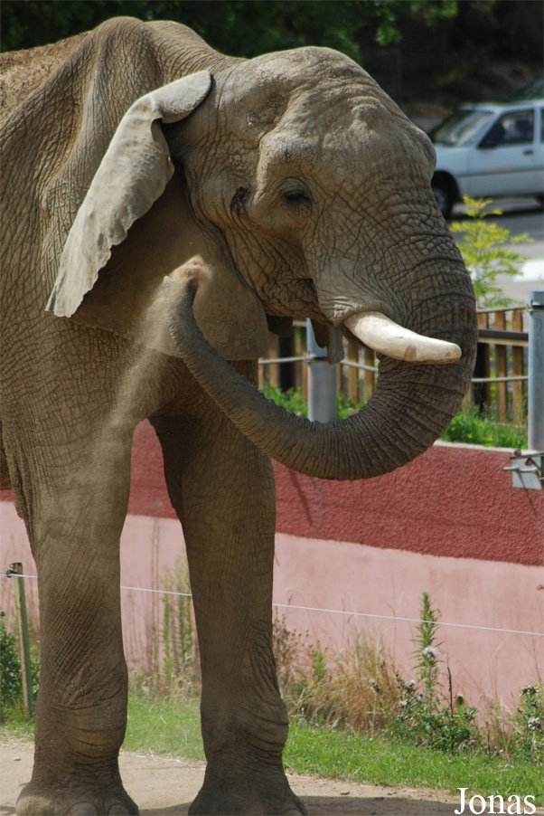 Loxodonta africana africana