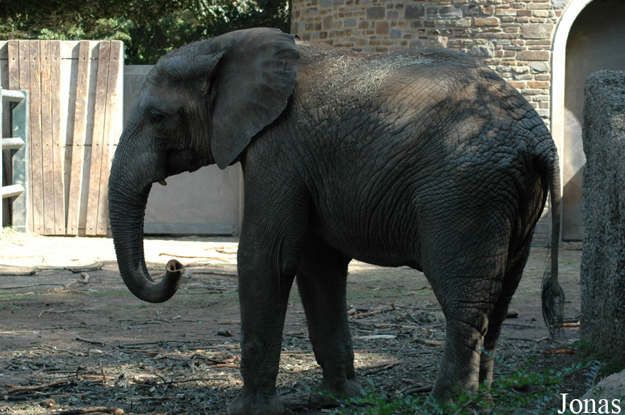 Loxodonta africana africana