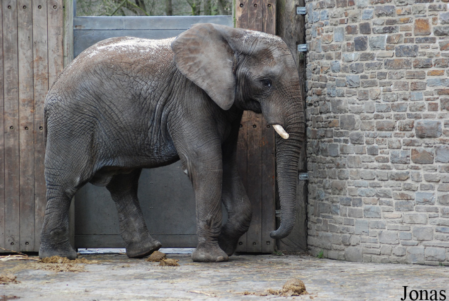 Loxodonta africana africana