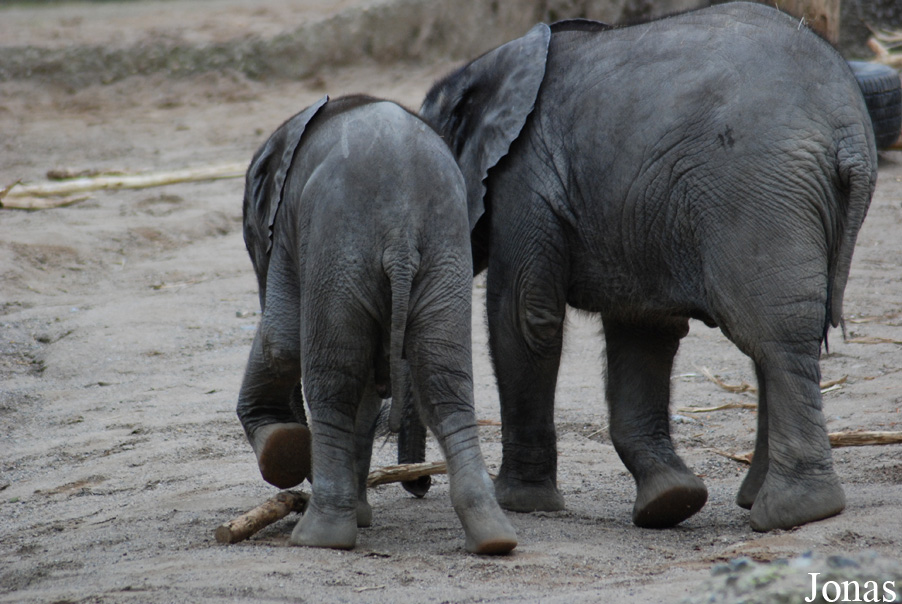 Loxodonta africana africana