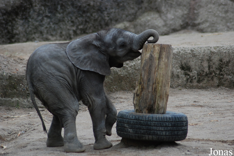 Loxodonta africana africana