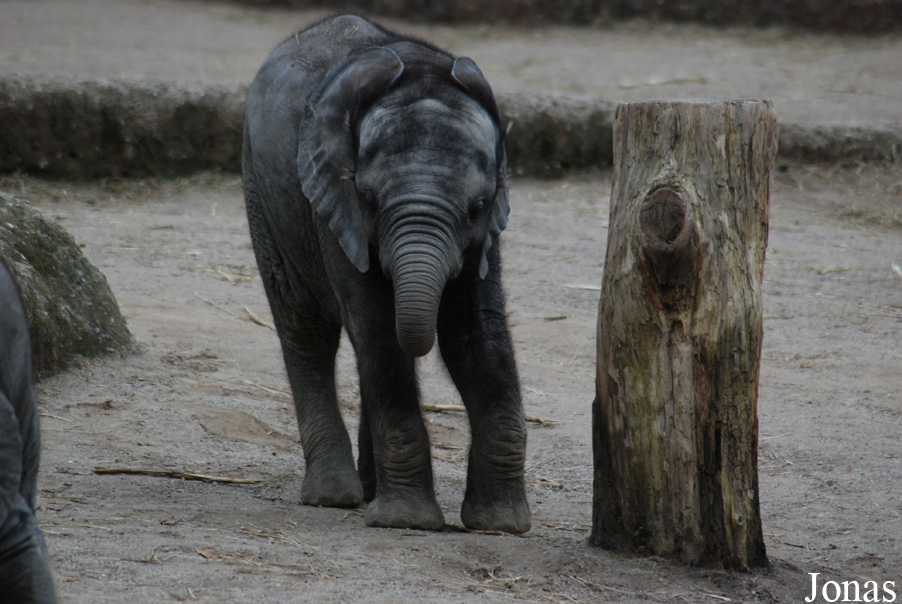 Loxodonta africana africana