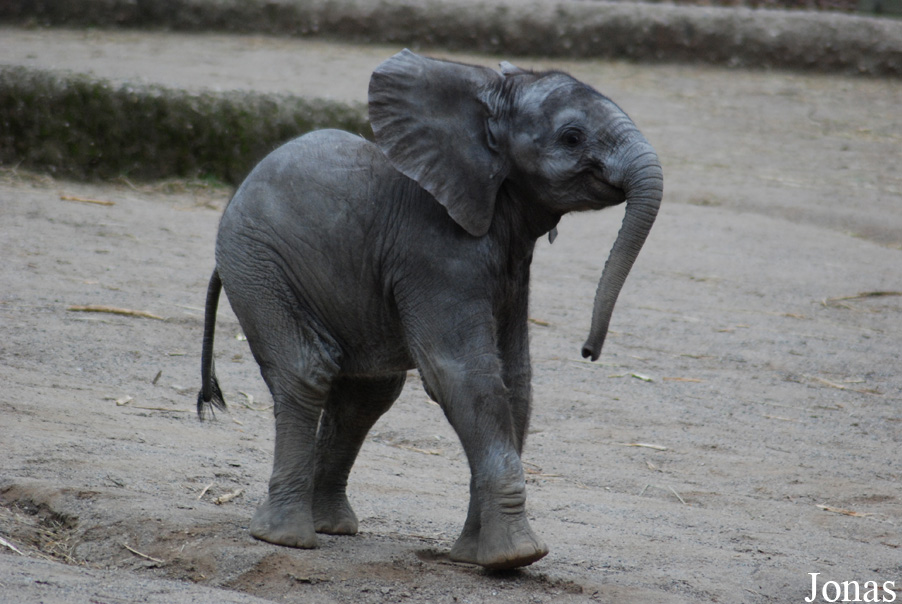 Loxodonta africana africana