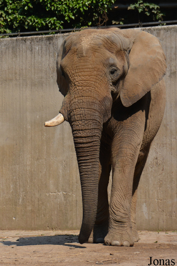 Loxodonta africana africana